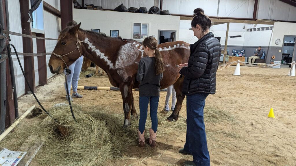 The farm's large pony "Abby" is about 52" tall. She is an American Mustang.